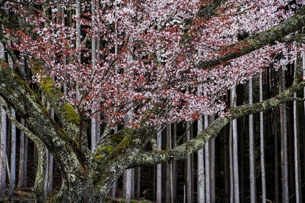 木立の春