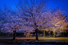 駿府城の桜１