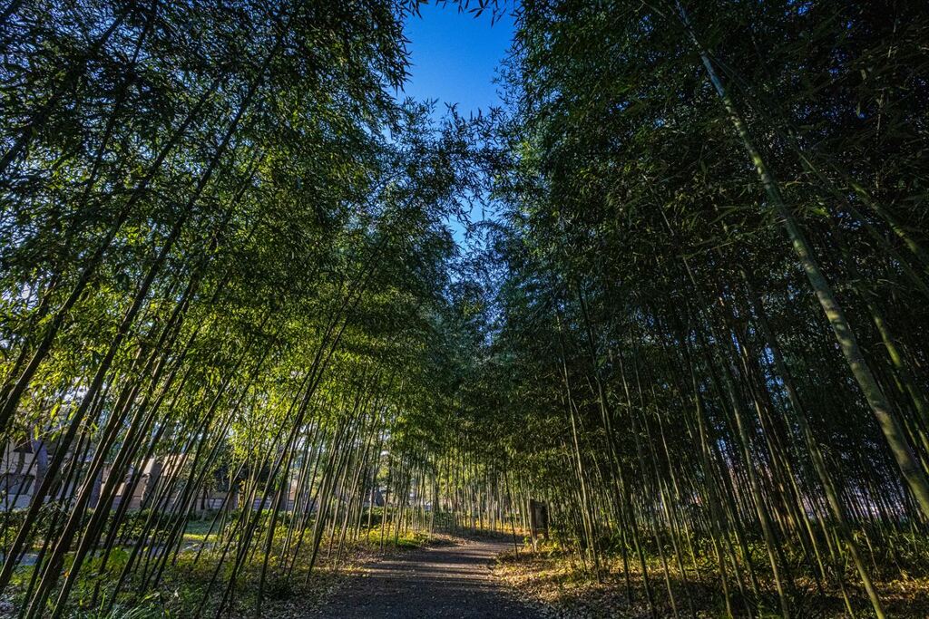 東海道御油松並木公園にて１