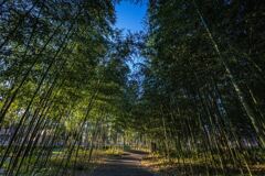 東海道御油松並木公園にて１