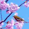 春が来た