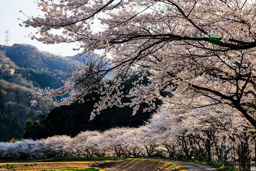 桜並木満開
