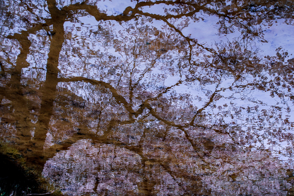 水面の桜