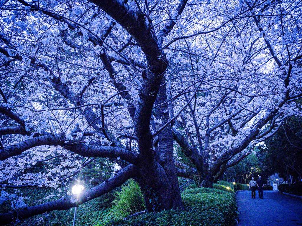 宵桜１・浜松城