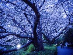 宵桜１・浜松城