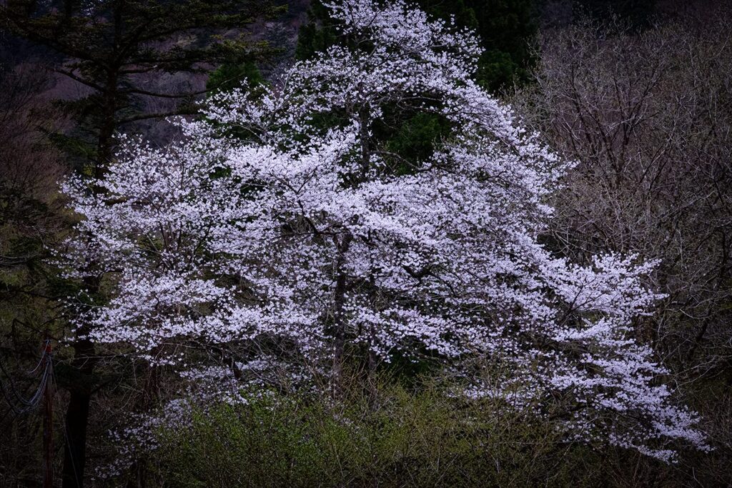 山桜