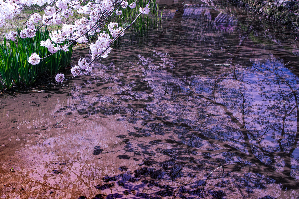 影桜