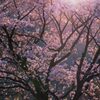光る春