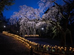 宵桜３・浜松城