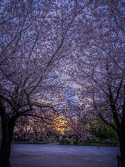 駿府城の夜明け２