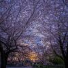 駿府城の夜明け２