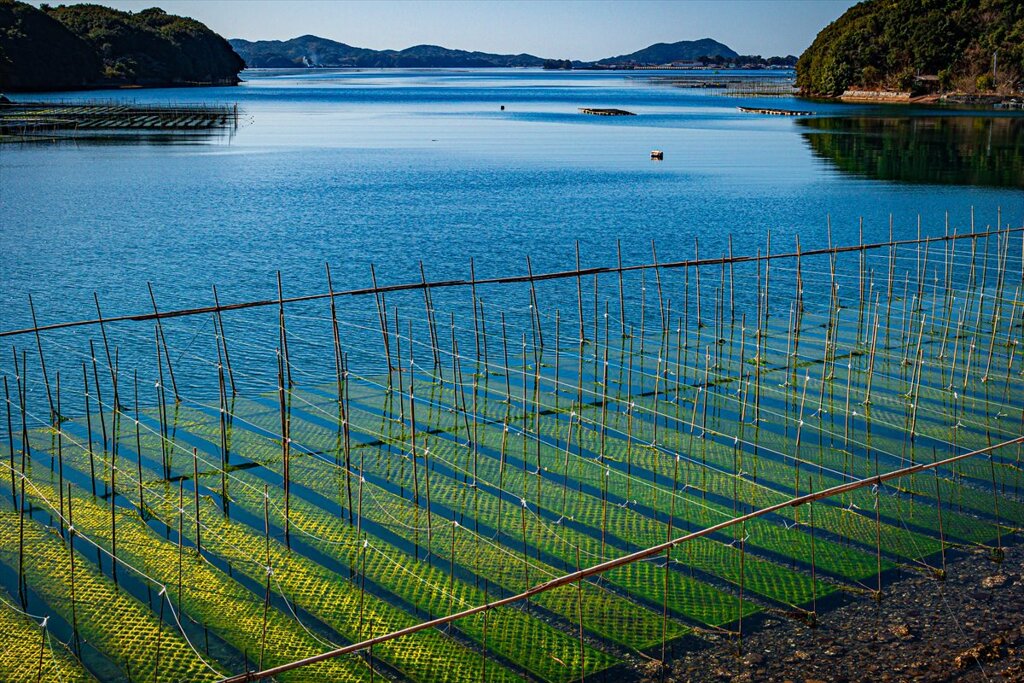 青さのり養景１