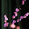 竹梅模様