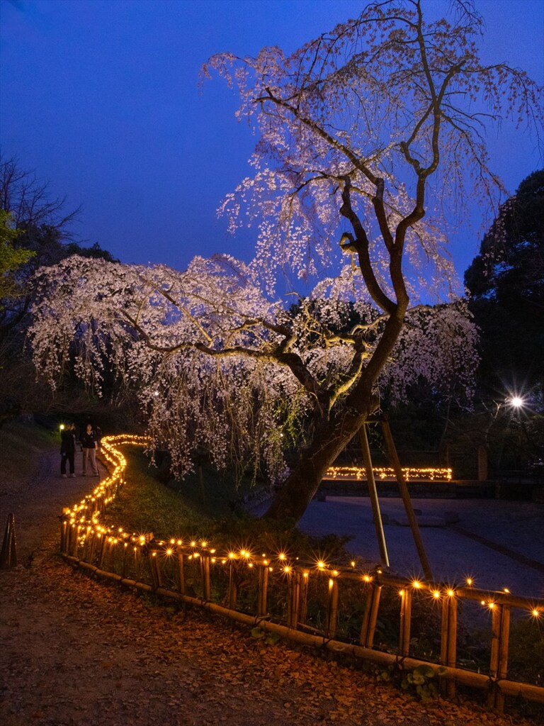 宵桜２・浜松城