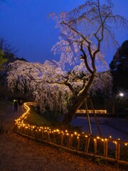 宵桜２・浜松城