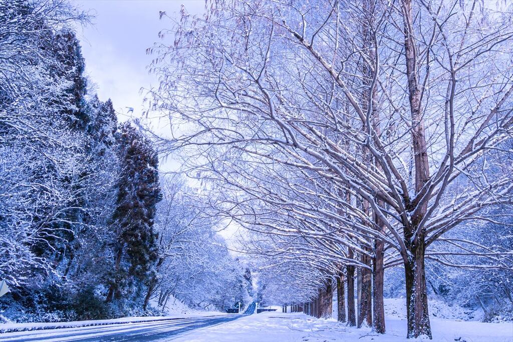 雪枝の並木１