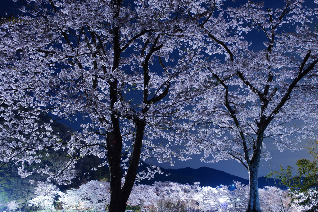 風雅夜桜