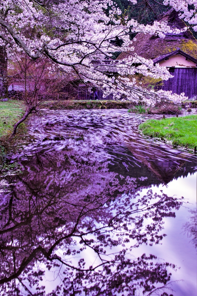 水盤の春