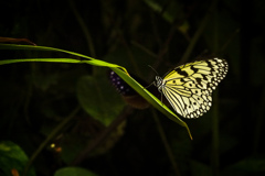 光る蝶