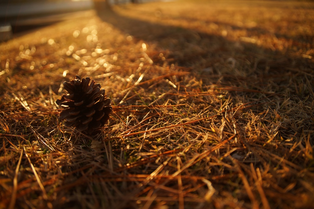 松ぼっくりの詩