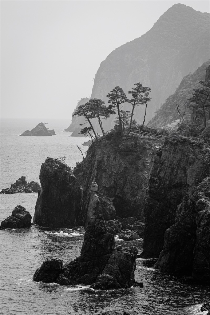 絶海の岩松