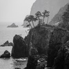 絶海の岩松