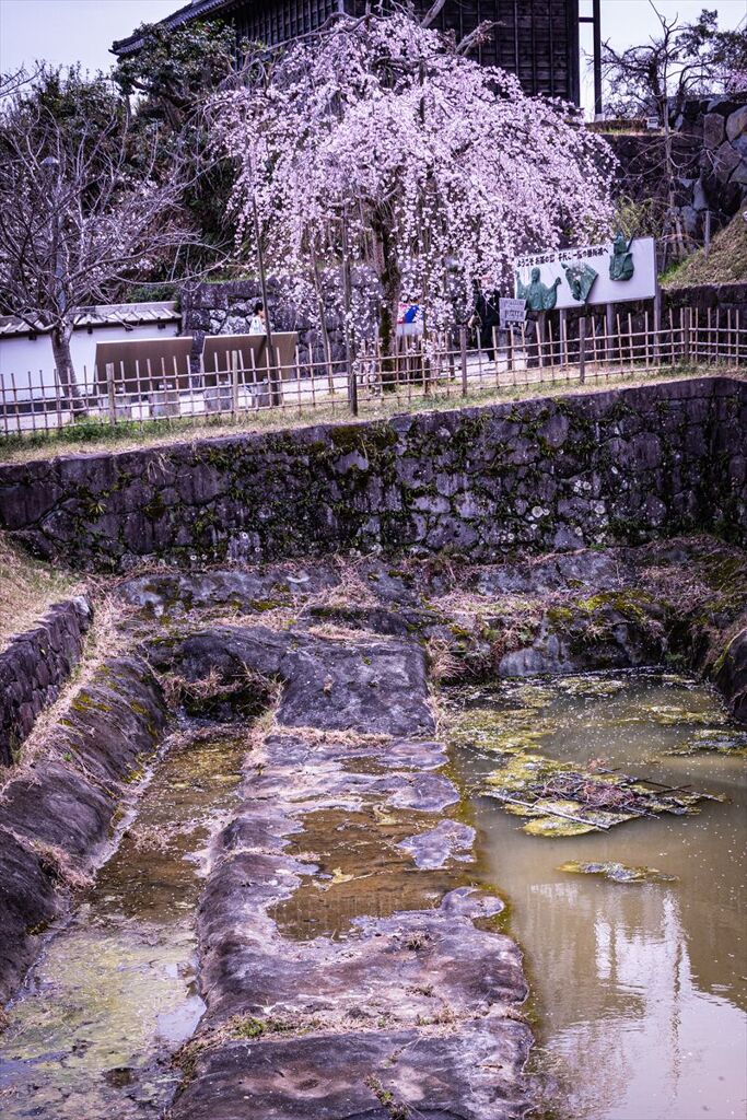 掛川城の桜