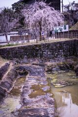 掛川城の桜