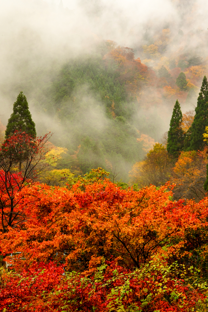 雨上がり紅葉