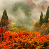 雨上がり紅葉