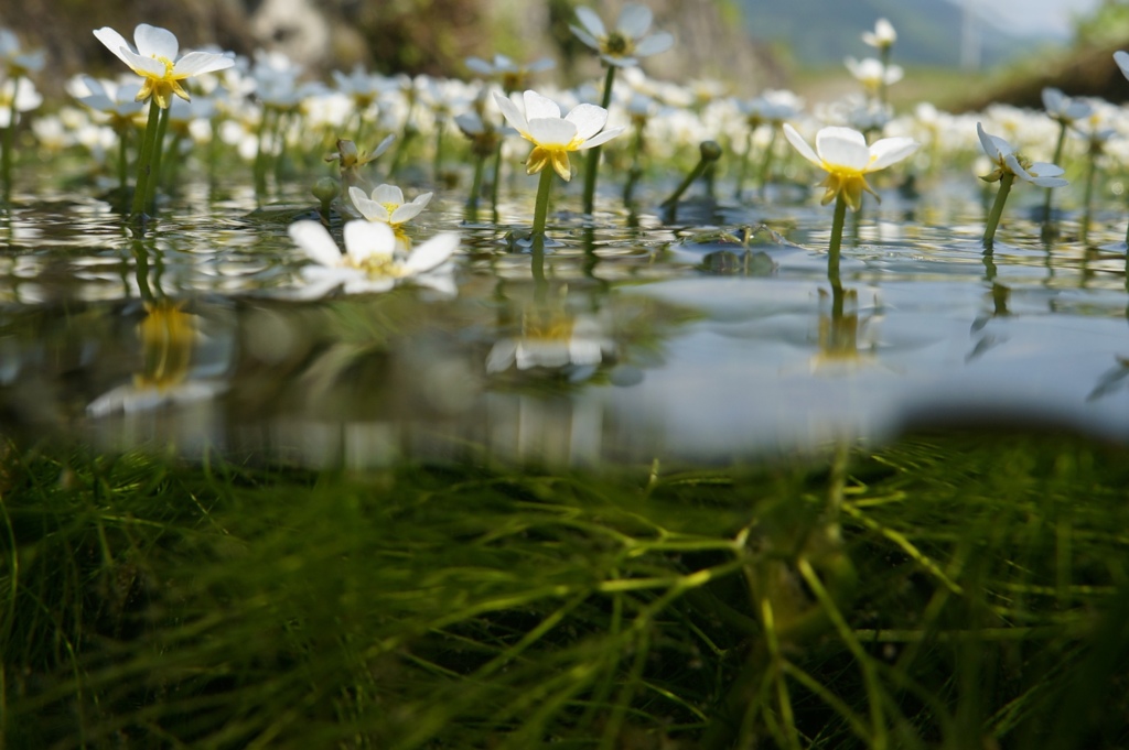 清流の白梅