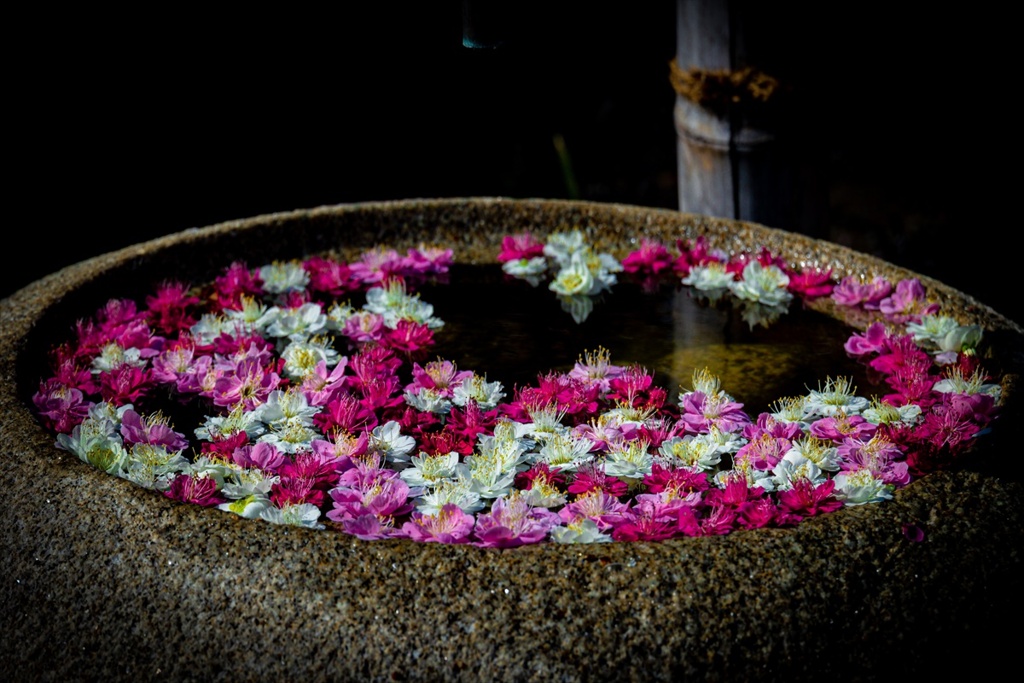 手水（ちょうず）の花筏２