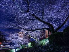 宵桜６・浜松城