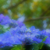 淡陽の花影
