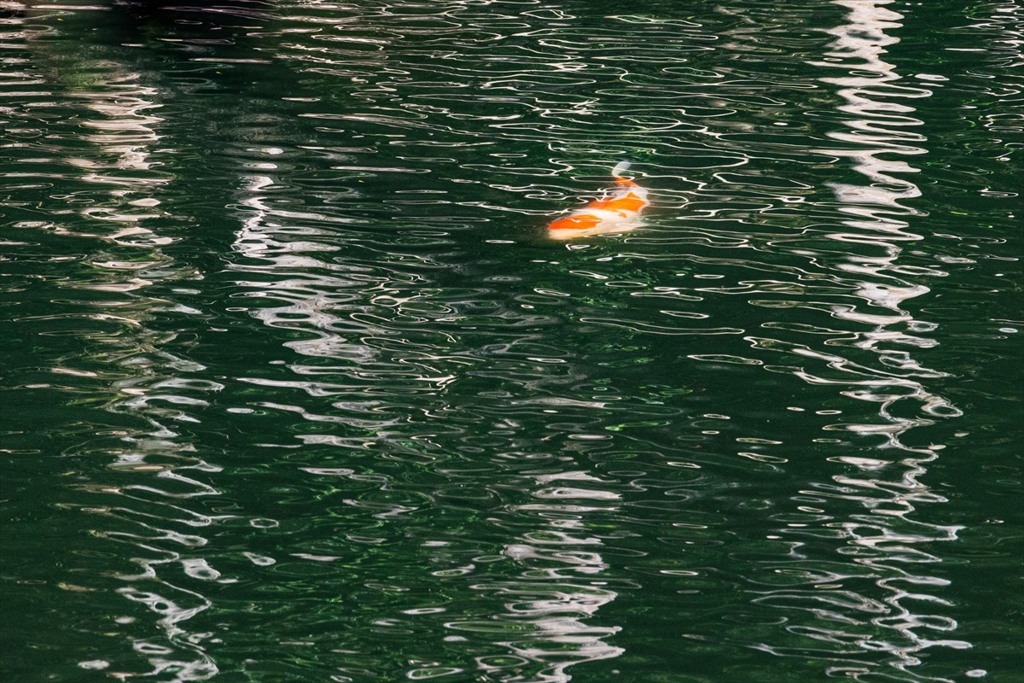 鯉の居る水面