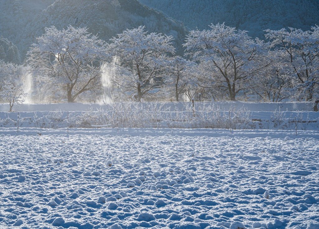 雪桜の並木