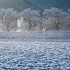 雪桜の並木
