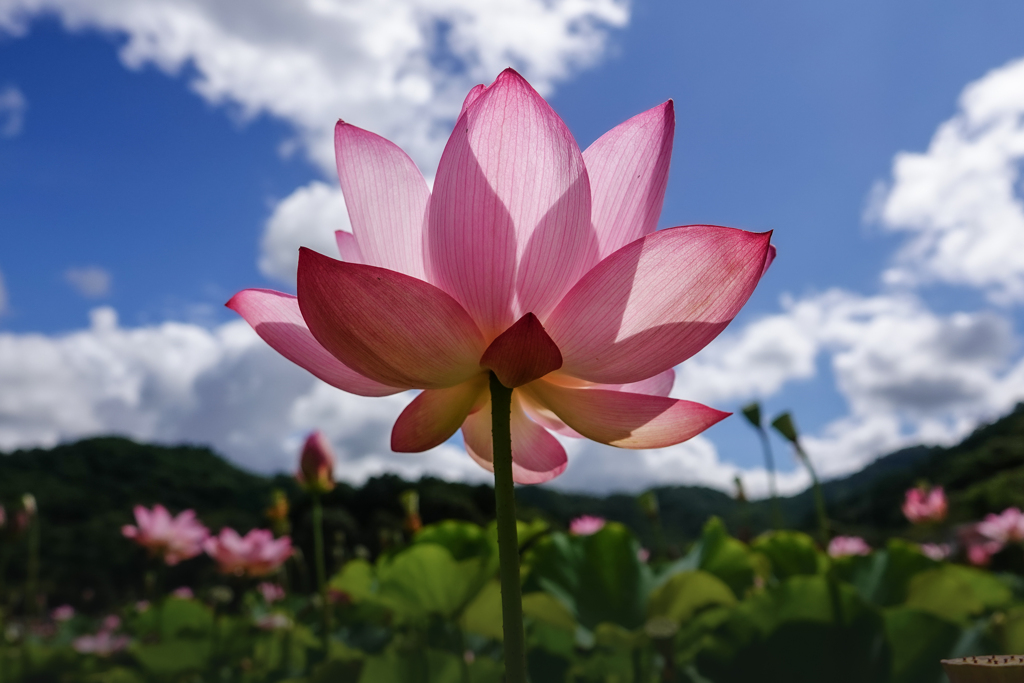 陽花