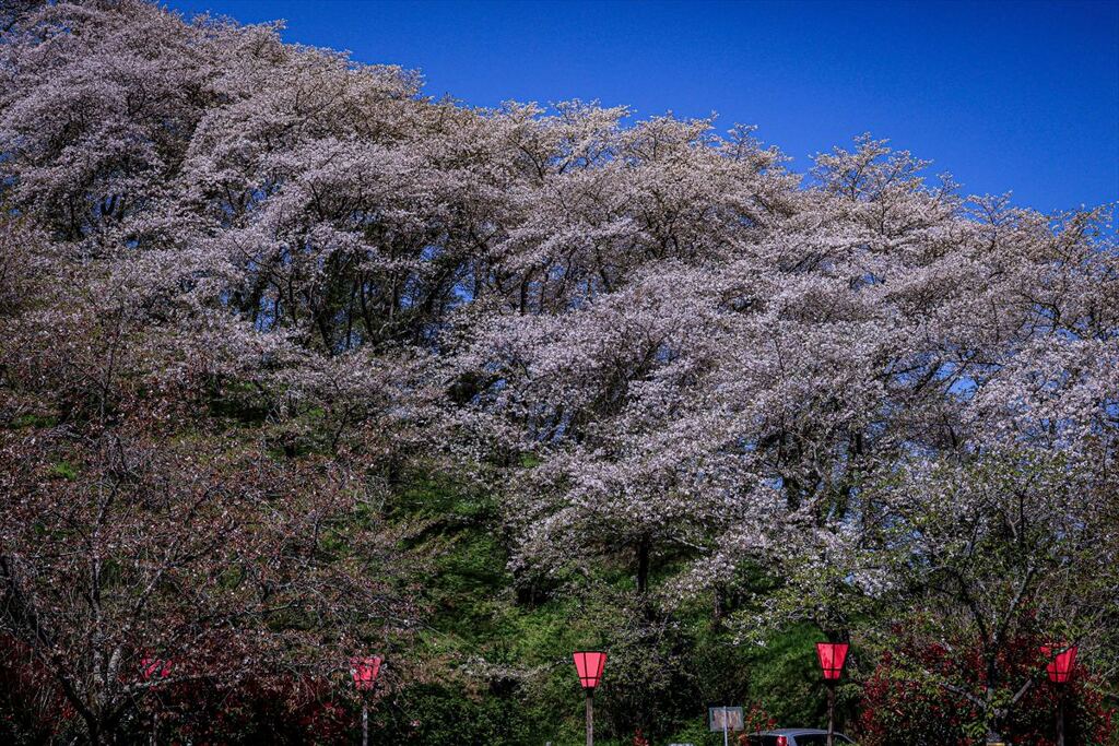 志太河川敷公園にて
