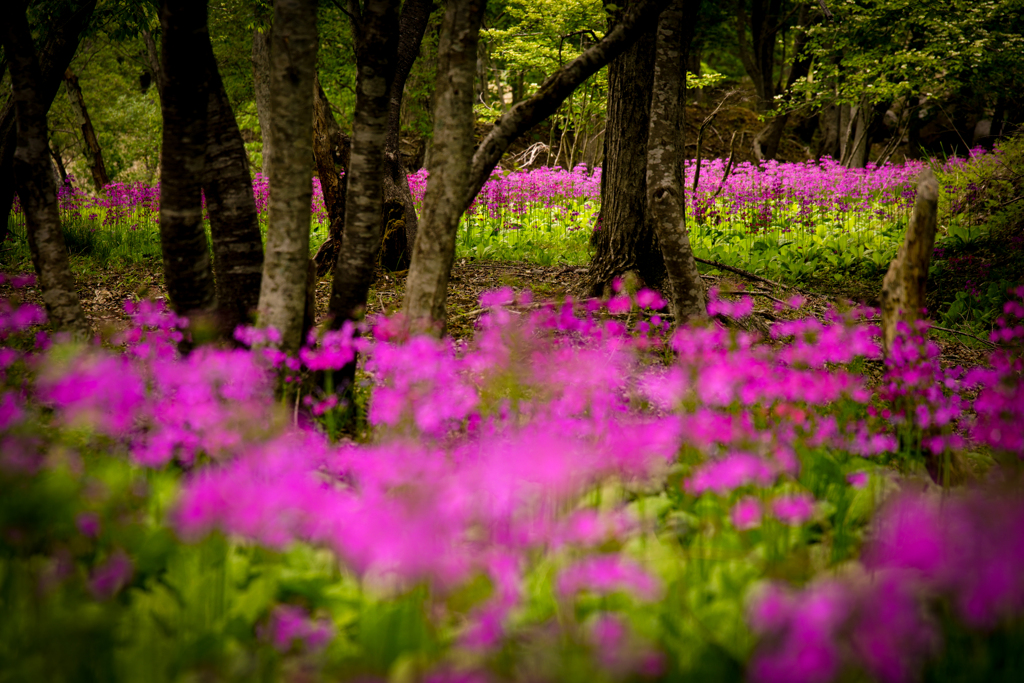 ピンクの花影