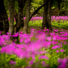 ピンクの花影