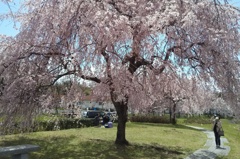 桜日傘に憩う