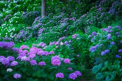 小田原城の紫陽花２