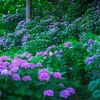 小田原城の紫陽花２