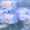 風舞２