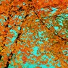湖上の錦秋