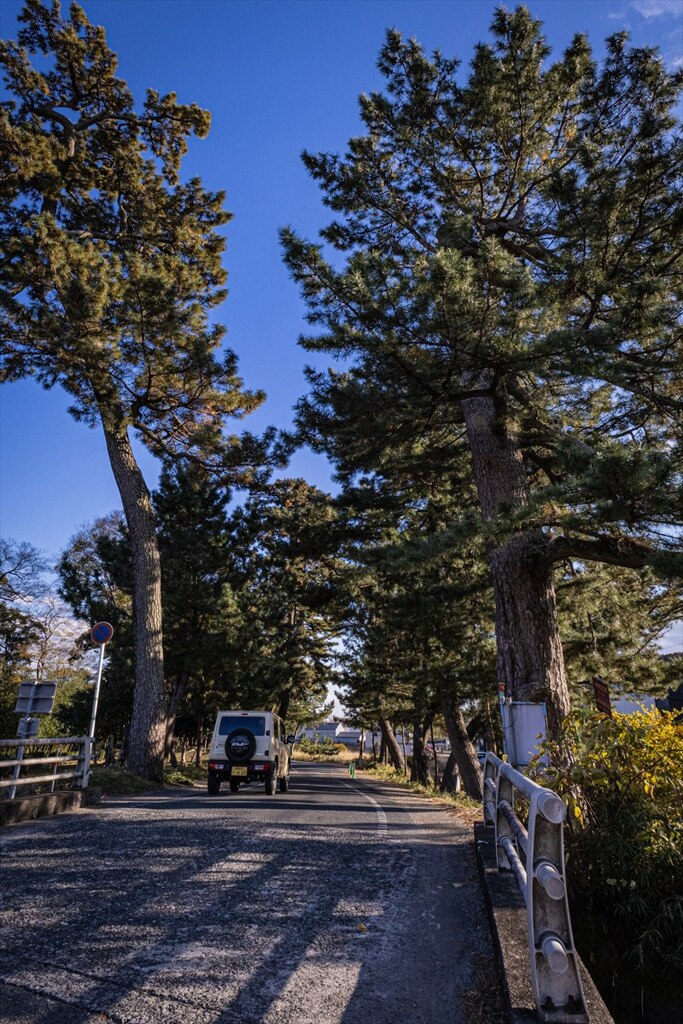 東海道御油の松並木にて１