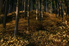金砂の森