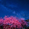 八重桜と銀河