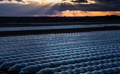 夕照のファーム